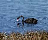 Black Swan 9Y551D-080